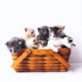 international cat day - cats everywhere