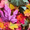 Fun Fall Activities for the Family From Custom Earth Promos