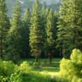 Tree Planting for the Future: More From Custom Grocery Bags